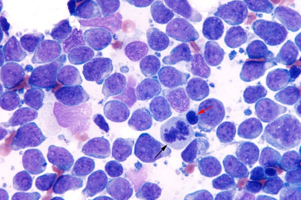 cytology