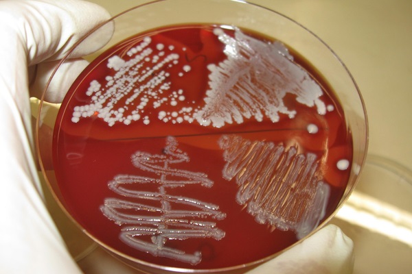 bacteriology